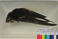 藏品(小雨燕)的圖片